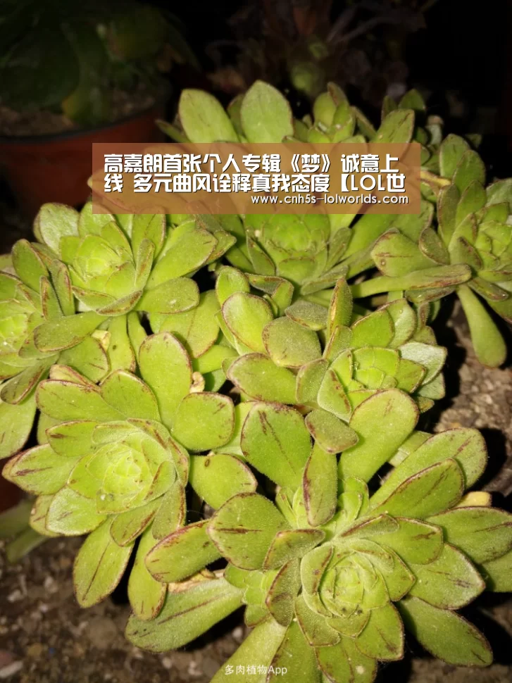 英雄联盟世界赛